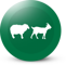 Kvalitné krmivá ENERGYS pre hospodárske zvieratá ako sú kozy a ovce.