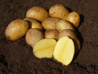Poloskoré zemiaky AGRIA - stupeň množenia - A, triedenie: 35/55 - 5kg