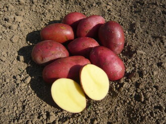 Poloskoré ružové zemiaky LAURA - stupeň množenia - A, triedenie: 35/55 - 5 kg 