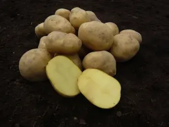 Veľmi skoré zemiaky ANUSCHKA - stupeň množenia - A, triedenie: 35/55 - 2,5k