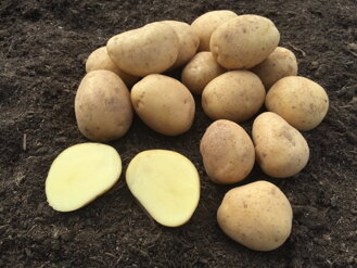 Veľmi skoré zemiaky VIVALDI - stupeň množenia - A, triedenie: 35/55 - 2,5kg