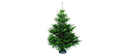 Rezaný vianočný stromček - Jedla Nordmann 200 -250 cm