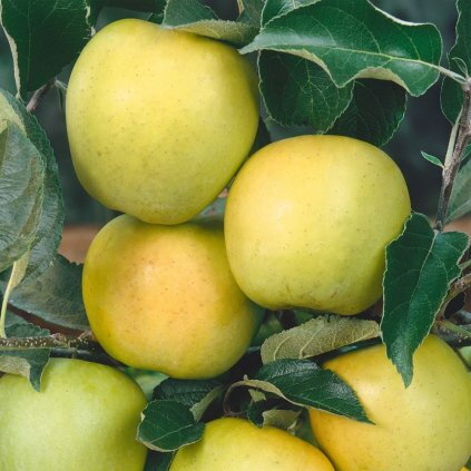 JABLOŇ GOLDEN DELICIOUS (KLON B) - PODPNÍK M9