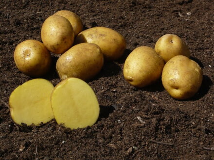 Skoré zemiaky SUNITA - stupeň množenia - A, triedenie: 35/55 -  25 kg 