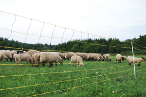 Sieť pre ovce a kozy SUPER - 50m x 105cm
